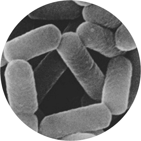 Lactobacillus casei Shirota | Database